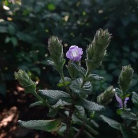 Strobilanthes gardneriana (Nees) T.Anderson